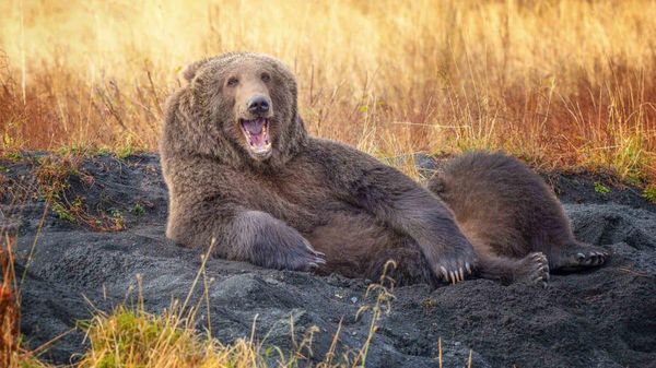 12 Foto Hewan Liar Super Lucu, Finalis Comedy Wildlife Photo Awards 2021