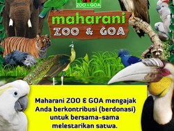 Maharani Zoo dan Goa Lamongan Buka Donasi untuk Menghidupi 900 Satwa