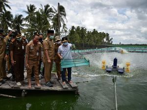 Pemprov Kalteng Kebut Proyek Kawasan Tambak Udang, Target Panen 2022