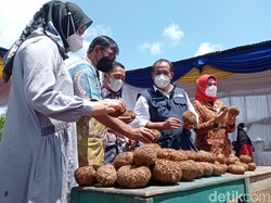 Harga Porang di Pangandaran Anjlok, Pemerintah Diminta Turun Tangan