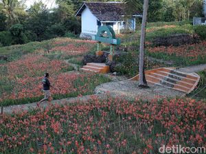 Wisata Masih Tutup, Pemilik Kebun Amarilis Gunungkidul Fokus Jualan Bibit