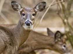 Ragam Contoh Rantai Makanan di Darat dan Air Lengkap dengan Penjelasan