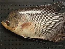 Pemkab Langkat Beli Bibit Ikan Gurame Pakai Anggaran Rp 83 Juta