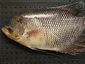 Pemkab Langkat Beli Bibit Ikan Gurame Pakai Anggaran Rp 83 Juta Pemkab Langkat Beli Bibit Ikan Gurame Pakai Anggaran Rp 83 Juta