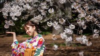 Bunga Sakura Kini Mekar Lebih Awal Karena Perubahan Iklim, Efeknya Mengerikan