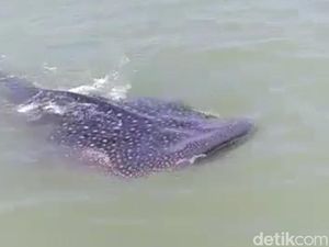 Puluhan Hiu Tutul Tampak Jinak di Perairan Utara Sidoarjo