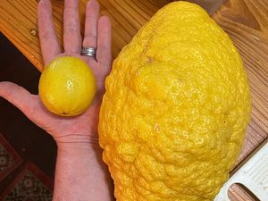 Wow! Lemon Jumbo Seberat 2,6 Kilogram Ditemukan di Australia Wow! Lemon Jumbo Seberat 2,6 Kilogram Ditemukan di Australia