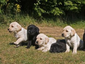 Inggris Rencanakan Sanksi Hukum Bagi Penculikan Hewan Peliharaan