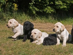 Inggris Rencanakan Sanksi Hukum Bagi Penculikan Hewan Peliharaan