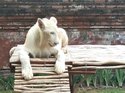 Viral Singa Putih Ancol Lemas, Faunaland Klarifikasi: Itu Cacat Bawaan