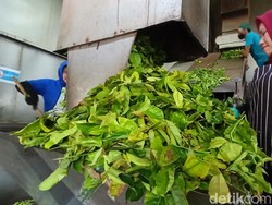 Melihat Proses Mencari Teh Berkualitas di Kebun Gambung Bandung