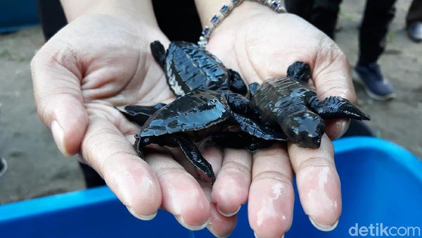 Foto: Dulu Diburu, Kini Warga Bantul Lestarikan Penyu