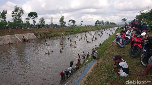 Warga Tulungagung Berebut Ikan di Aliran Dam yang Dikuras