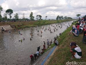 Warga Tulungagung Berebut Ikan di Aliran Dam yang Dikuras