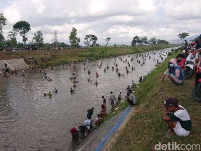 Warga Tulungagung Berebut Ikan di Aliran Dam yang Dikuras
