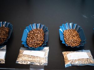 Indonesia Coffee Cupping 2021 di Den Haag Promosikan 36 Specialty Coffee Indonesia Indonesia Coffee Cupping 2021 di Den Haag Promosikan 36 Specialty Coffee Indonesia