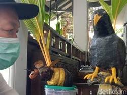 Kreasi Bonsai Kelapa Raup Cuan, Pandemi Bukan Alasan Berpangku Tangan