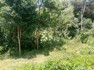 Kisah Makam Monyet di Sumedang, Antara Mitos dan Kepercayaan