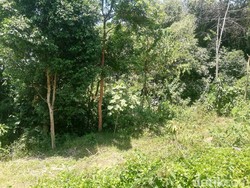 Kisah Makam Monyet di Sumedang, Antara Mitos dan Kepercayaan