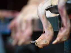 4 Makanan dan Minuman Ini Diharamkan dalam Islam, Ada Alasan Ilmiahnya