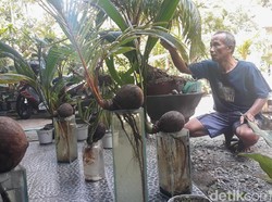 Menyemai Sampah Jadi Bonsai Kelapa Gading Bernilai Jutaan Rupiah