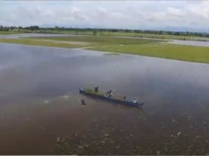 Petani di Sidrap Panen Padi di Tengah Banjir