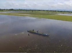 Petani di Sidrap Panen Padi di Tengah Banjir