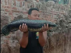 Cerita Warga Temukan Ikan Buas di Dekat Lokasi Terowongan Kuno Klaten