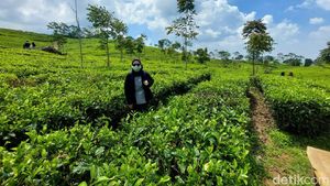 Berita dan Informasi Kebun teh margawindu Terkini dan Terbaru Hari ini