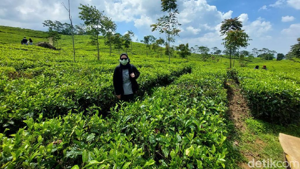 Siang-siang, Lihat Sejuknya 2 Kebun Teh di Jawa Barat Yuk! Siang-siang, Lihat Sejuknya 2 Kebun Teh di Jawa Barat Yuk!