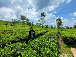 Wisatawan Nikmati Sejuknya Kebun Teh Wates di Batas Lembang dan Subang