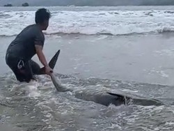 5 Lumba-lumba Terdampar di Pantai Sidem Tulungagung, 2 Ekor Mati