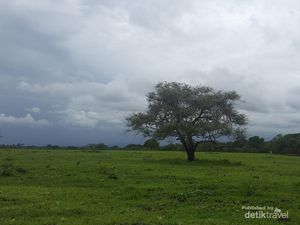 Taman Nasional Baluran si Africa Van Java