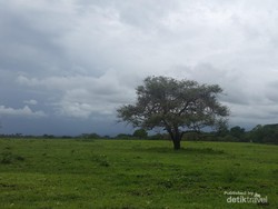 Taman Nasional Baluran si Africa Van Java