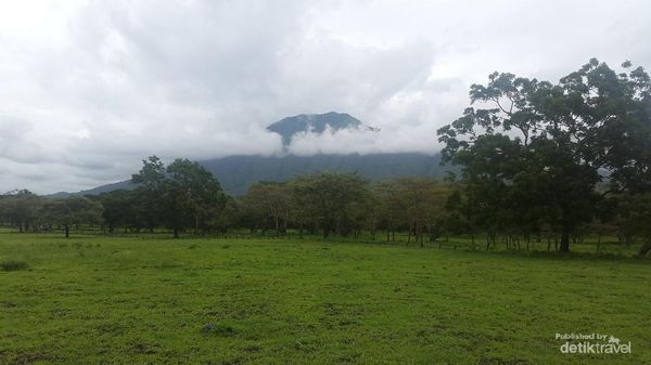 Potret Keindahan Taman Nasional Baluran bak Alam Afrika