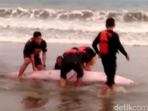Tim SAR Selamatkan Paus Terdampar di Pantai Sine Tulungagung