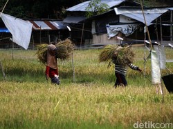 Pemerintah Warning Penggilingan di Sumsel yang Beli Gabah di Bawah Rp 6.500