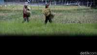Ada PLTS untuk Irigasi, Petani di Sumsel Bisa Panen Setahun 2 Kali
