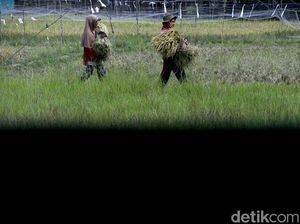 Ada PLTS untuk Irigasi, Petani di Sumsel Bisa Panen Setahun 2 Kali