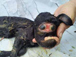 Heboh Anak Kambing di Cianjur Cuma Punya Satu Kelopak Mata