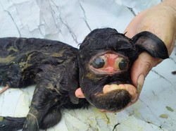 Heboh Anak Kambing di Cianjur Cuma Punya Satu Kelopak Mata