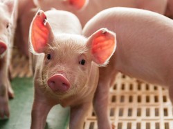 4 Kisah Awal Mula Daging Babi Diharamkan untuk Muslim