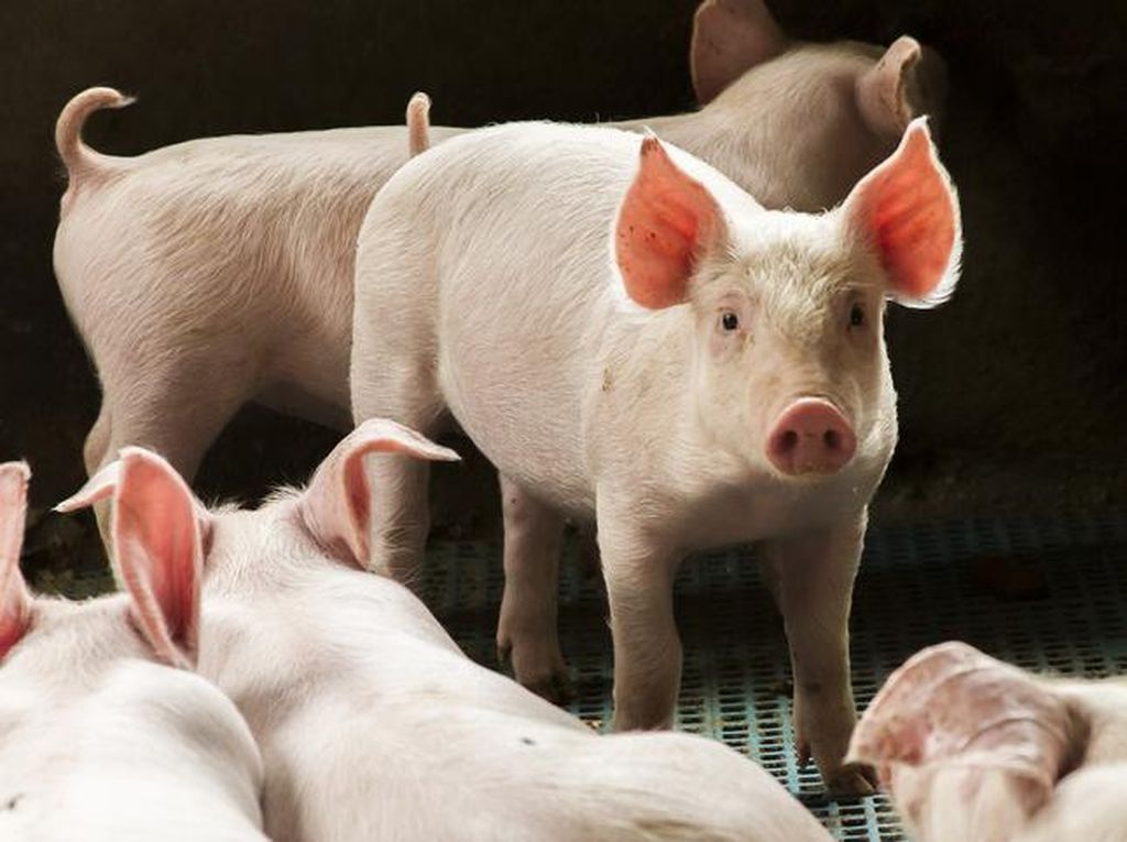 Kejadian Seputar Konsumsi Daging Babi Viral yang Bikin Heboh Kejadian Seputar Konsumsi Daging Babi Viral yang Bikin Heboh
