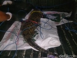 Buaya Piaraan Warga Tuban yang Sempat Lepas Diserahkan ke BKSDA