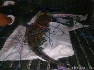 Buaya Piaraan Warga Tuban yang Sempat Lepas Diserahkan ke BKSDA Buaya Piaraan Warga Tuban yang Sempat Lepas Diserahkan ke BKSDA