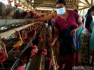 Kecewa Harga Anjlok, Peternak di Lamongan Bagikan Telur ke Warga Kecewa Harga Anjlok, Peternak di Lamongan Bagikan Telur ke Warga