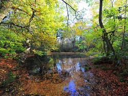 Bioma: Pengertian, Ciri-ciri, dan Jenisnya