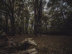 Penuh Makam Korban Pembunuhan, Kamu Berani ke Hutan Angker Ini?