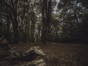 Penuh Makam Korban Pembunuhan, Kamu Berani ke Hutan Angker Ini? Penuh Makam Korban Pembunuhan, Kamu Berani ke Hutan Angker Ini?