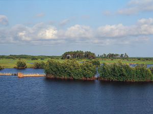 Hutan Mangrove Punya Fungsi Ekologis, Biologis dan Ekonomis, Ini Penjelasannya